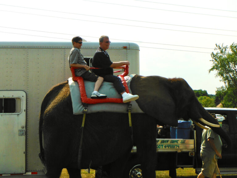 Two people riding an elephant beside a trailer